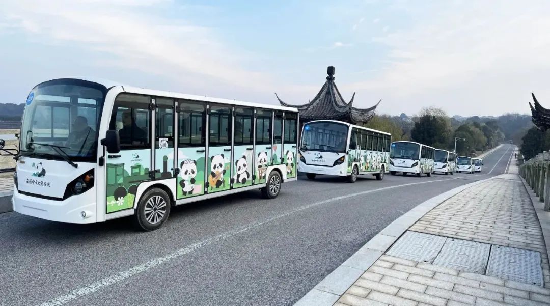 “熊貓?zhí)靾F”來了！瑪西爾23座觀光車抵達岳陽中華大熊貓苑！
